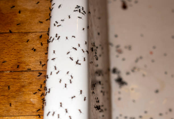 Best Best Pest Control Companies  in Paxton, IL