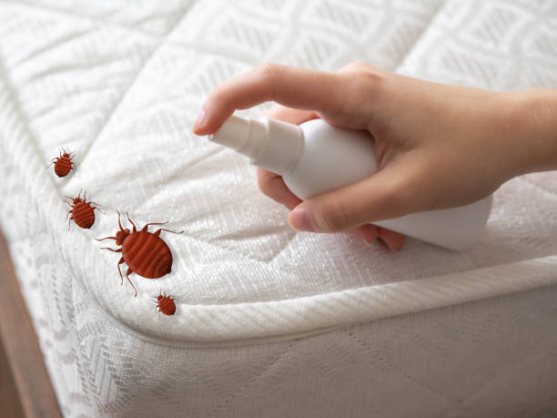 Best Wasp Removal Services  in Paxton, IL