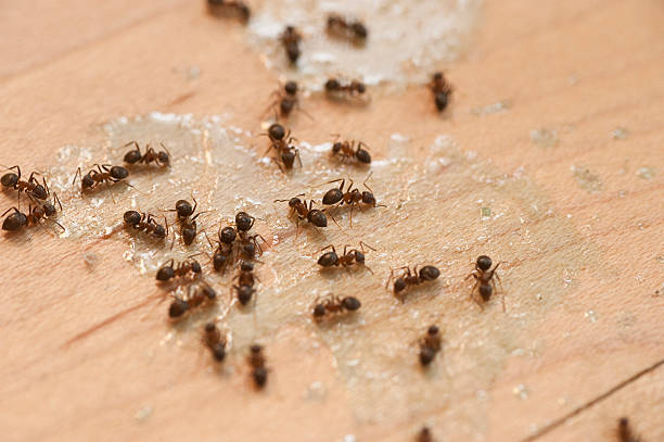 Best Best Pest Control Companies  in Paxton, IL