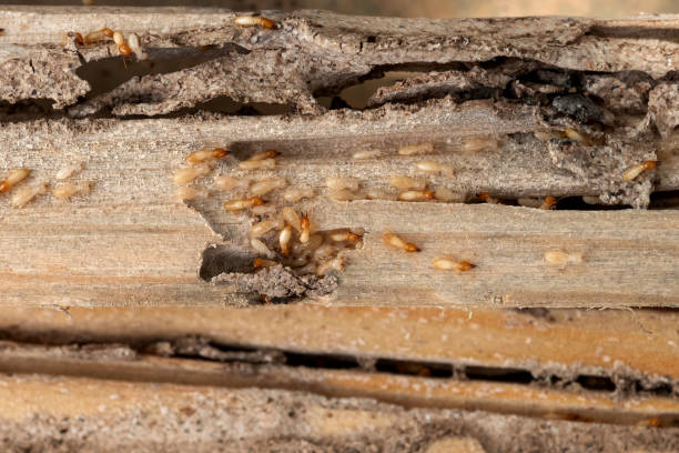 Best Termite Control Services  in Paxton, IL