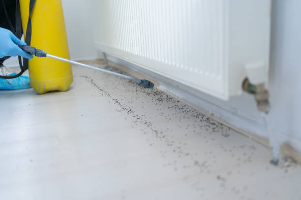Best Wasp Removal Services  in Paxton, IL