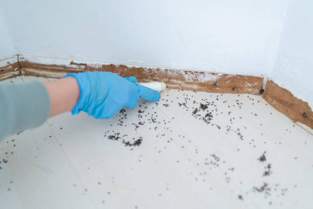 Flea Control Services in Paxton, IL